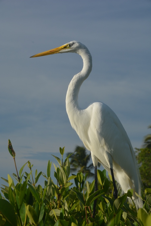 great white heron